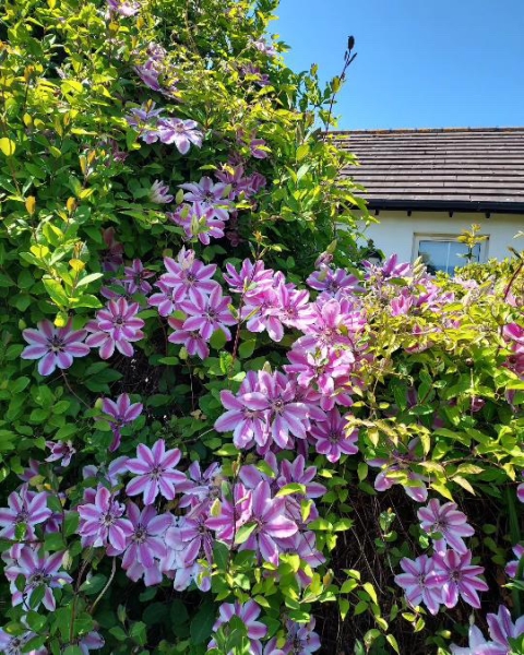 Iona Cottage Garden